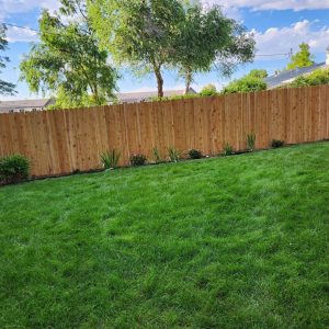 Cedar privacy fence